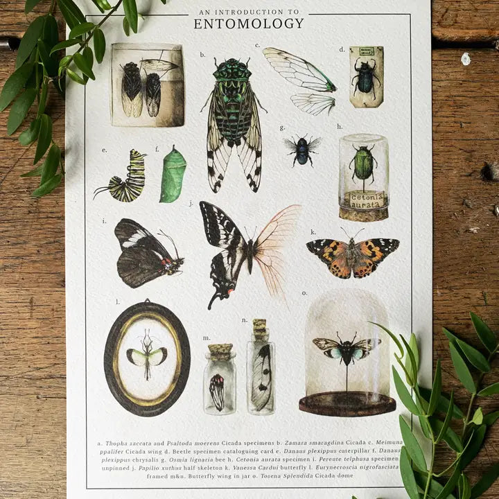 Entomology Art Print