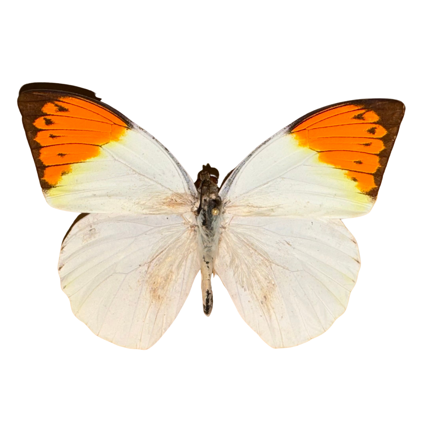 Great Orange Tip Butterfly Entomology Kit Expansion Pack