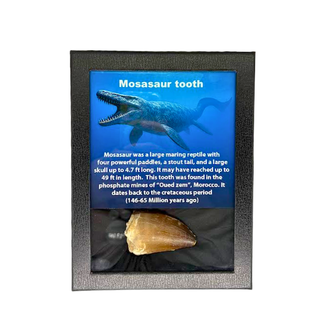 Mosasaur Tooth Box