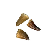 Mosasaur Tooth $19.99