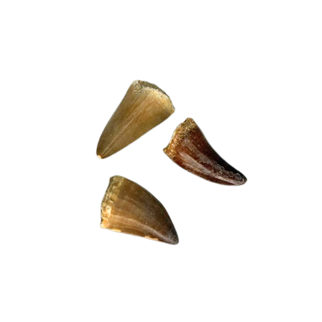 Mosasaur Tooth $19.99