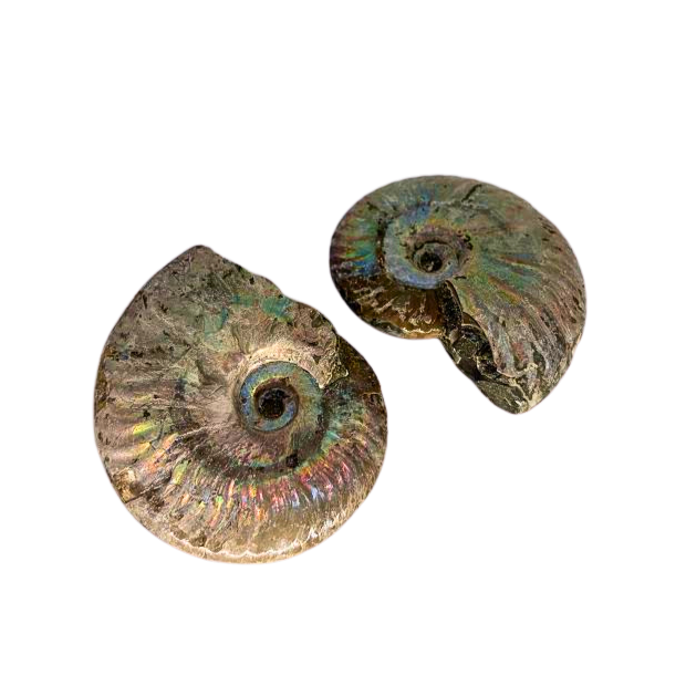 Iridescent Ammonite
