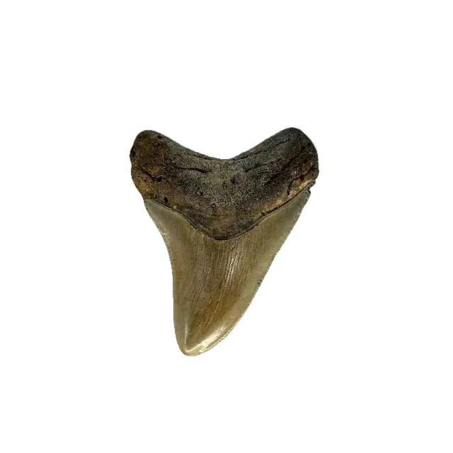 Megalodon Tooth