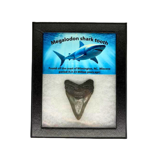 Megalodon Tooth Box