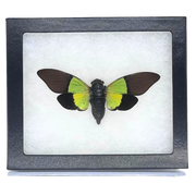 Limited Edition Riker Mounted Green Leaf Cicada