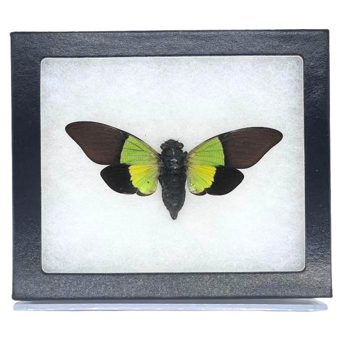 Limited Edition Riker Mounted Green Leaf Cicada