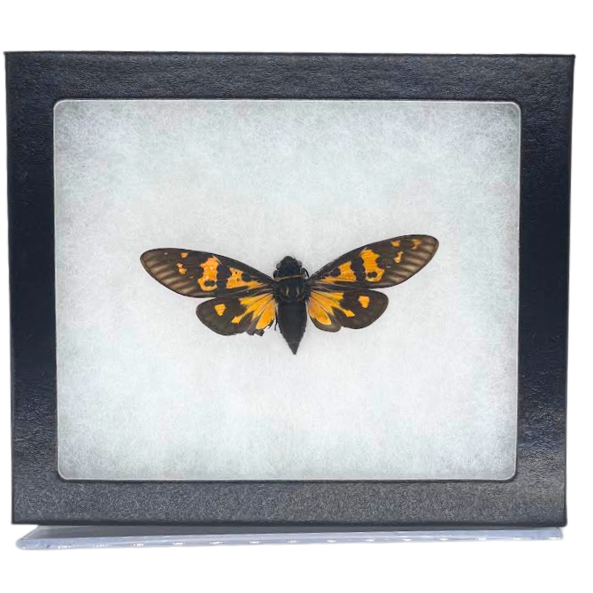 Limited Edition Riker Mounted Butterfly Cicada