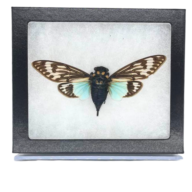 Limited Edition Riker Mounted Blue Cicada