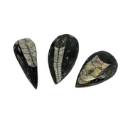 Orthoceras $14.99