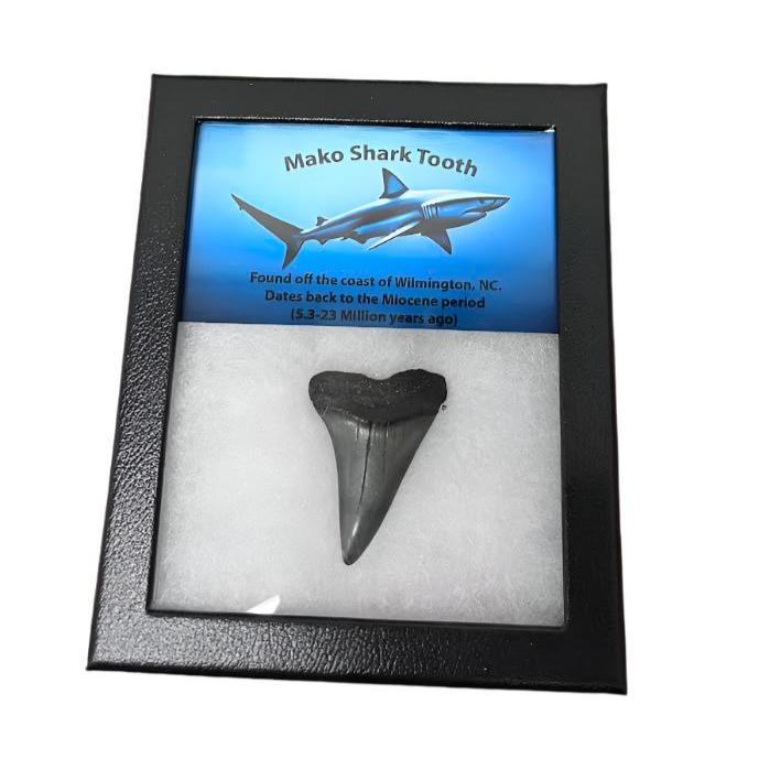 Mako Shark Tooth Box $100