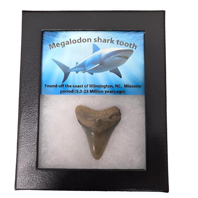 Megalodon Tooth Box $100