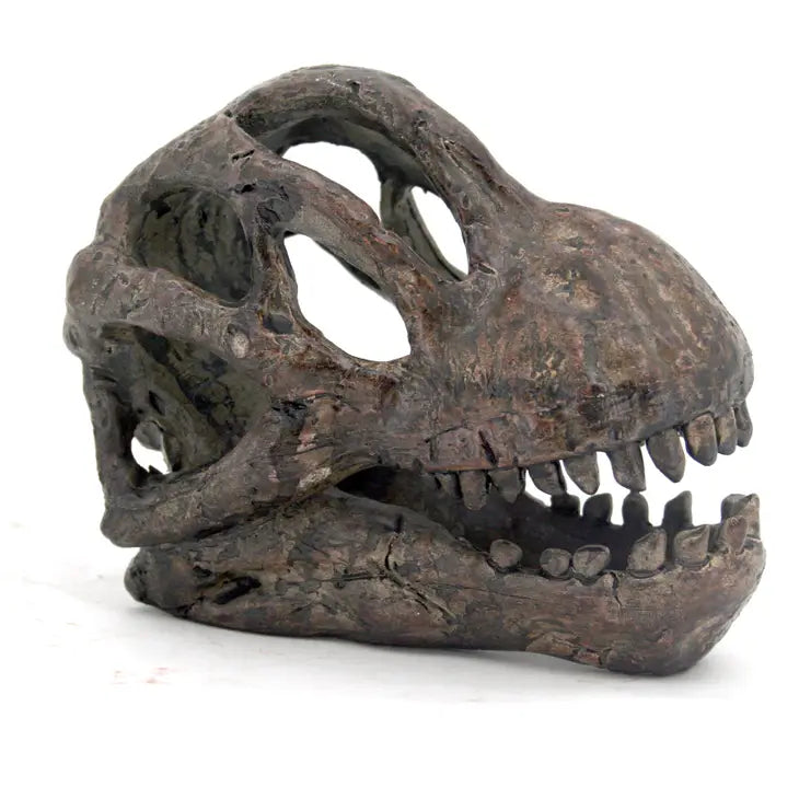Brachiosaurus Mini Skull Replica