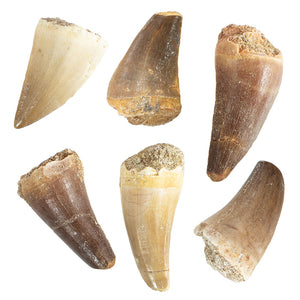 Mosasaur Tooth $10.00