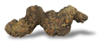 Coprolite Petrified Prehistoric Poop $10