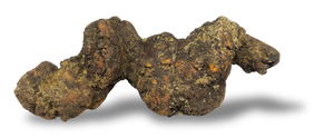 Coprolite Petrified Prehistoric Poop $10