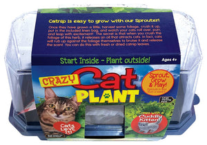 Crazy Cat Plant Mini World Terrarium