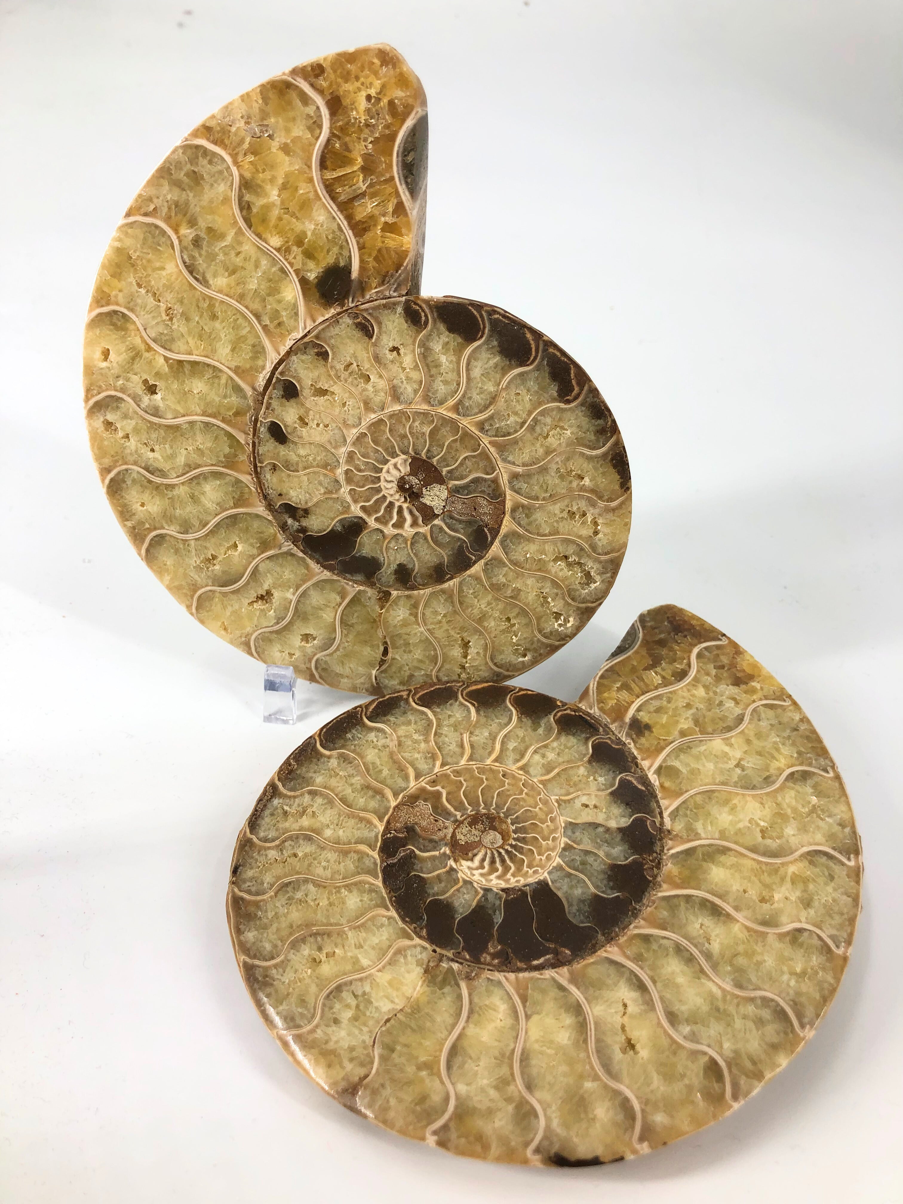 Ammonite Split Pair $285.00