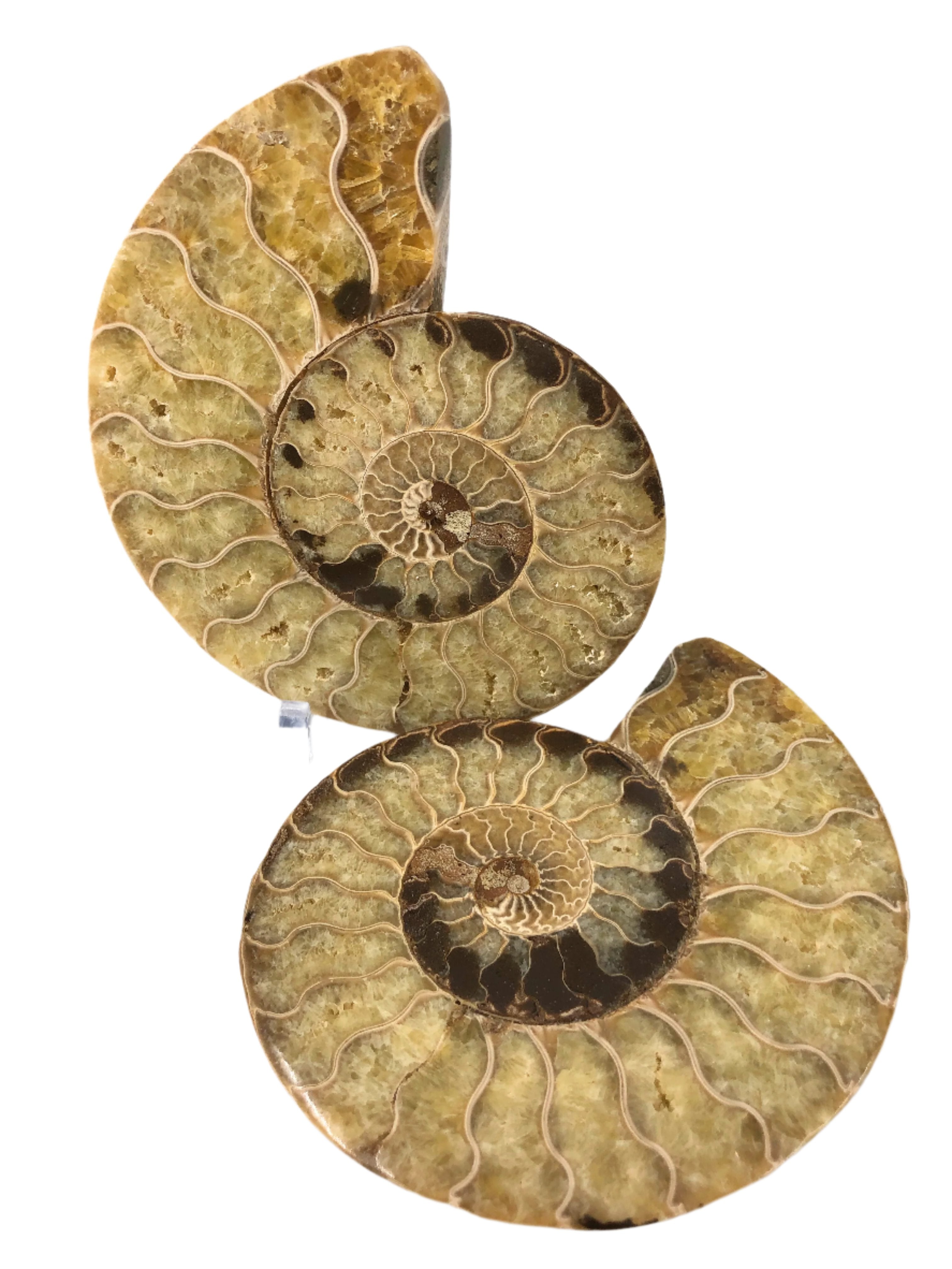 Ammonite Split Pair $285.00