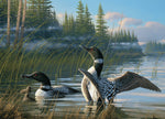 Common Loons 1000 Piece Puzzle