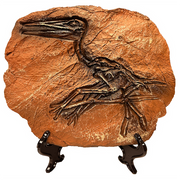 Pterosaur Prehistoric Skeleton Plaque