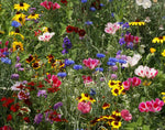 Bird and Butterfly Seed Stones