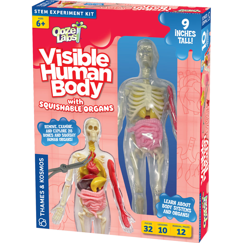 Ooze Labs Visible Human Body