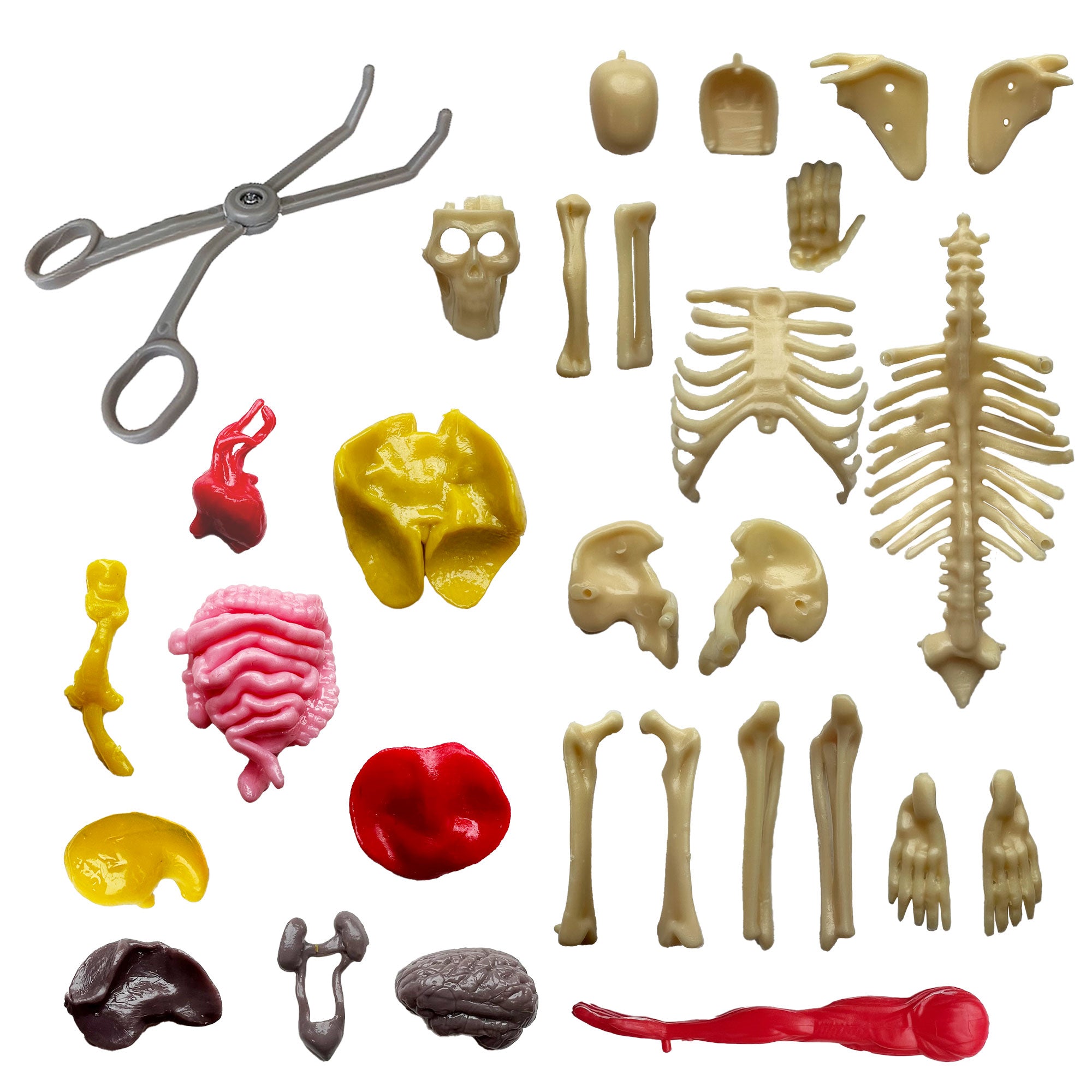 Ooze Labs Visible Human Body