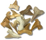 Shark Tooth $5.00