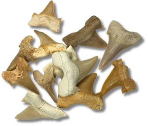 Shark Tooth $5.00