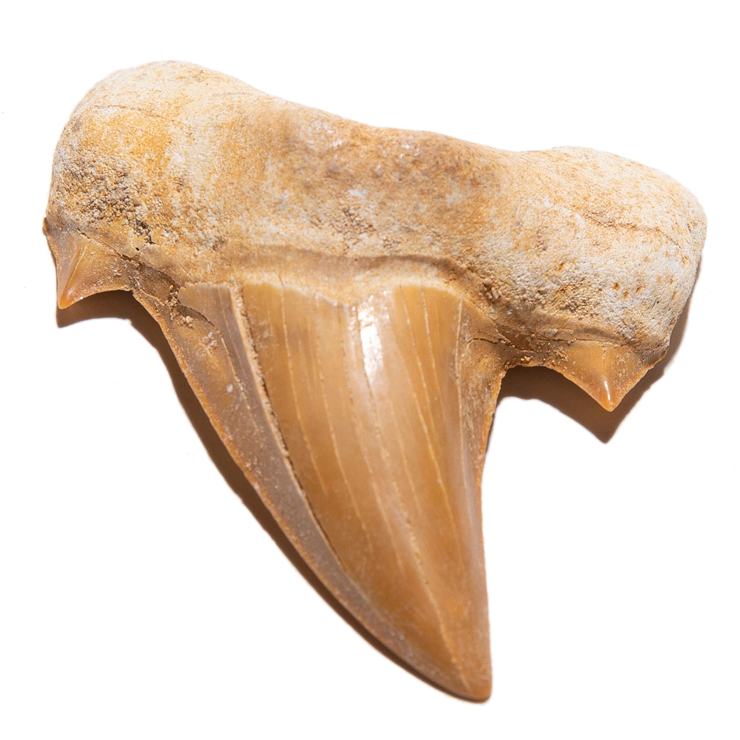 Shark Tooth $4.99