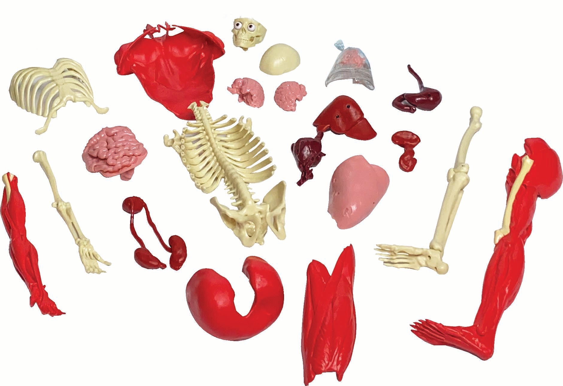 Ultimate Squishy Human Body Lab Science Kit