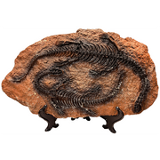 Plesiosaur Prehistoric Skeleton Plaque