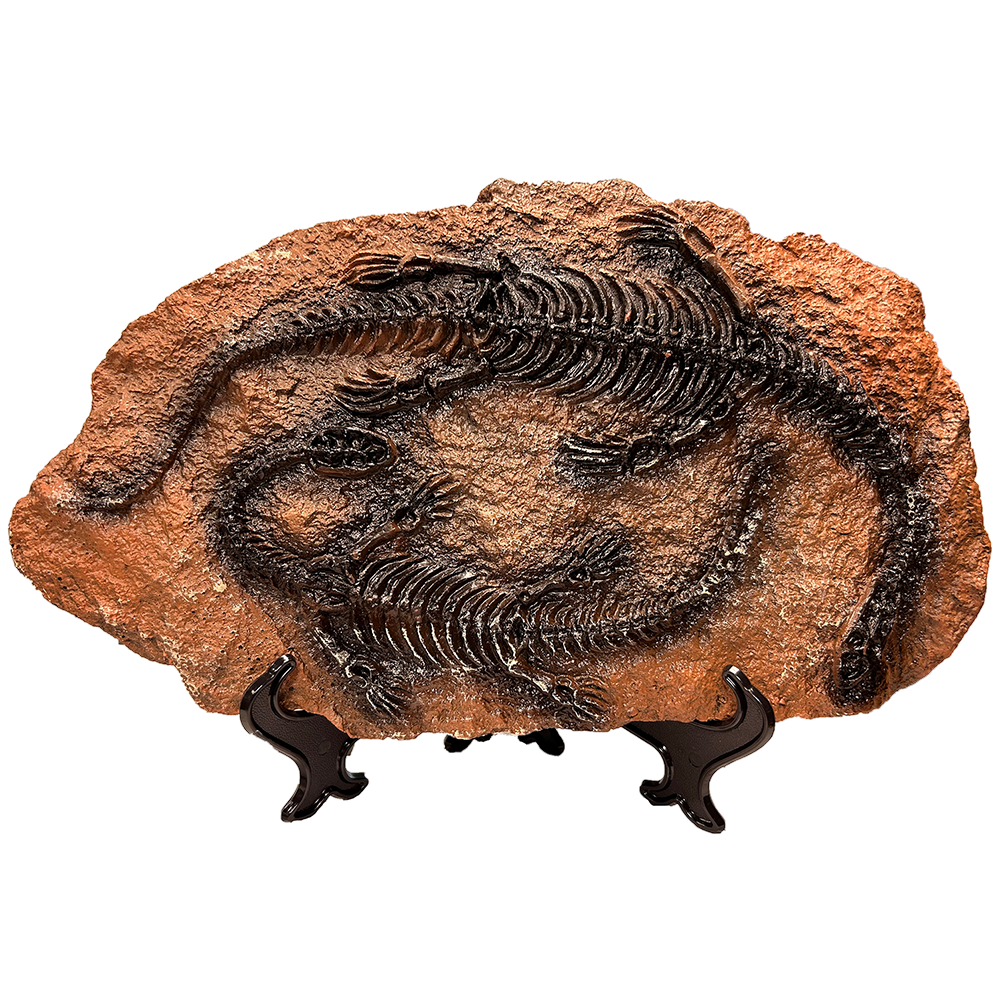 Plesiosaur Prehistoric Skeleton Plaque
