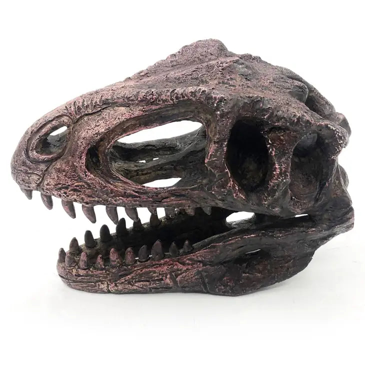 Giganotosaurus Mini Skull Replica