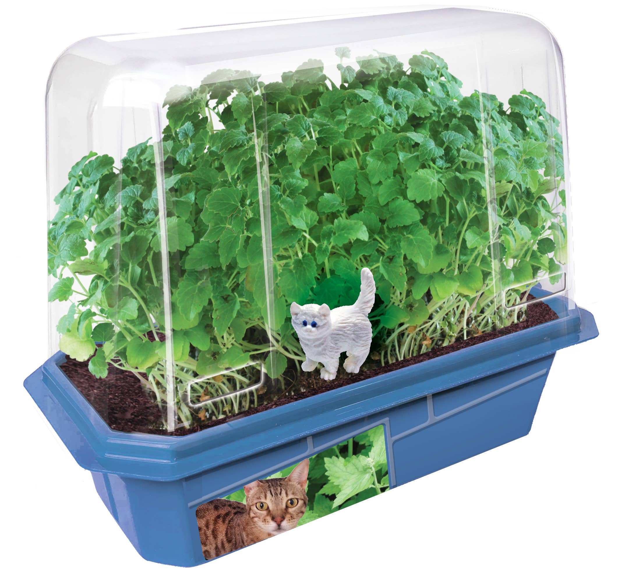 Crazy Cat Plant Mini World Terrarium