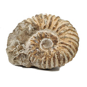 Ammonite $40