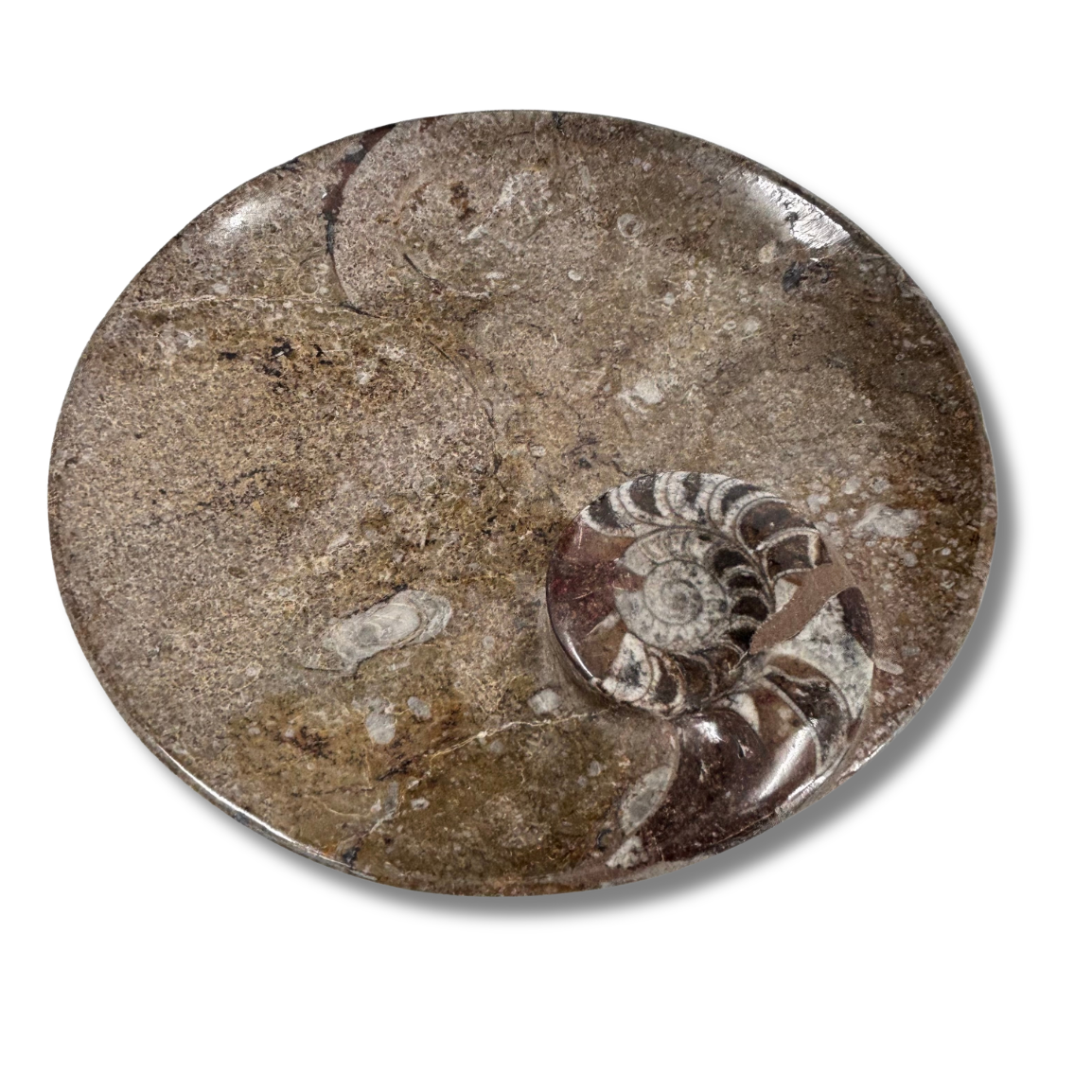 Ammonite Plate