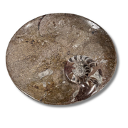Ammonite Plate