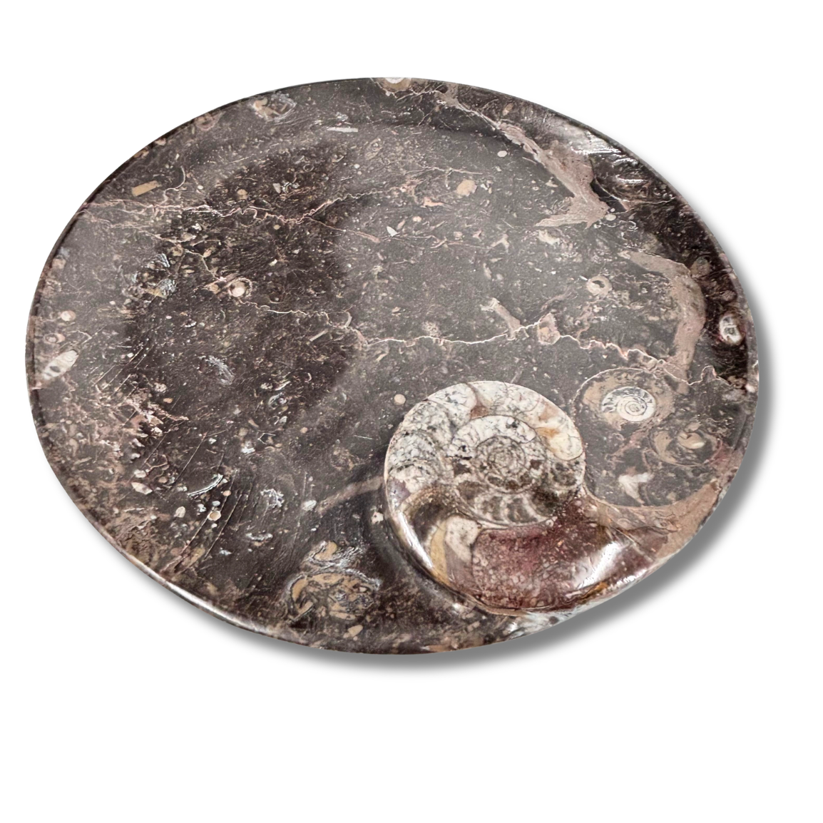 Ammonite Plate