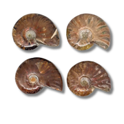 Iridescent Ammonite $29.99