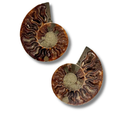 Ammonite Split Pair $34.99