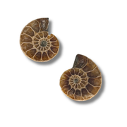Ammonite Split Pair $9.99
