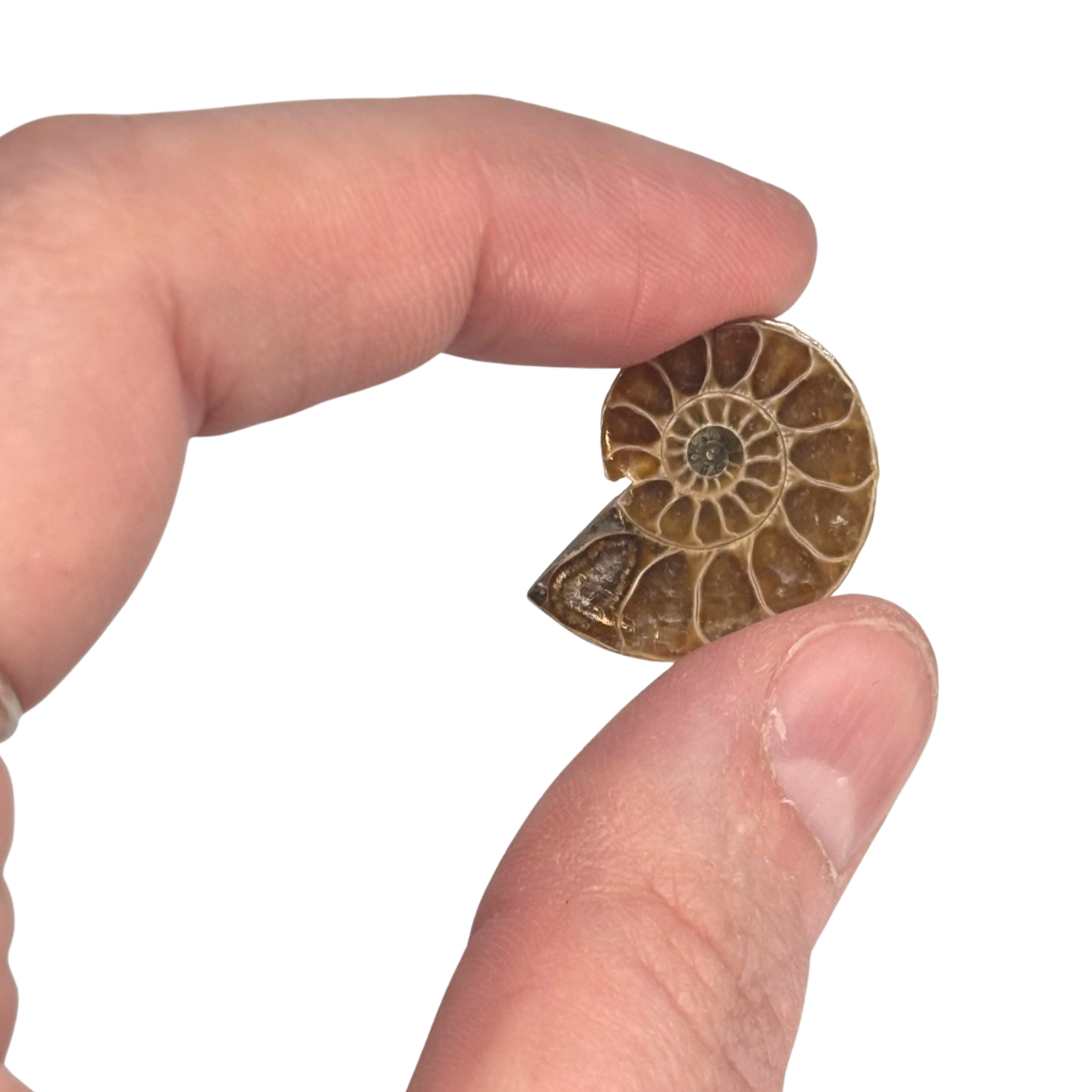 Ammonite Split Pair $9.99