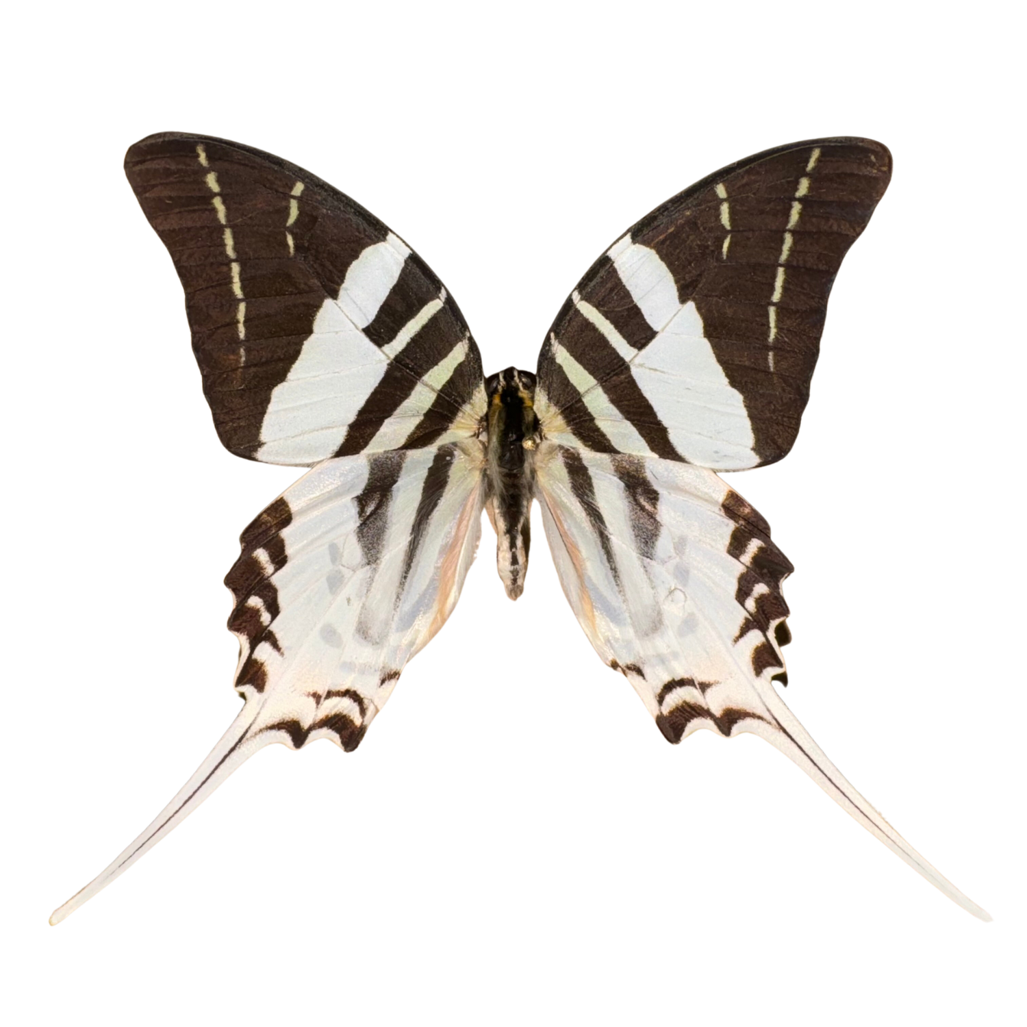 Five-Bar Swordtail Entomology Kit Expansion Pack