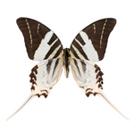 Entomology Triple Expansion Pack Bundle