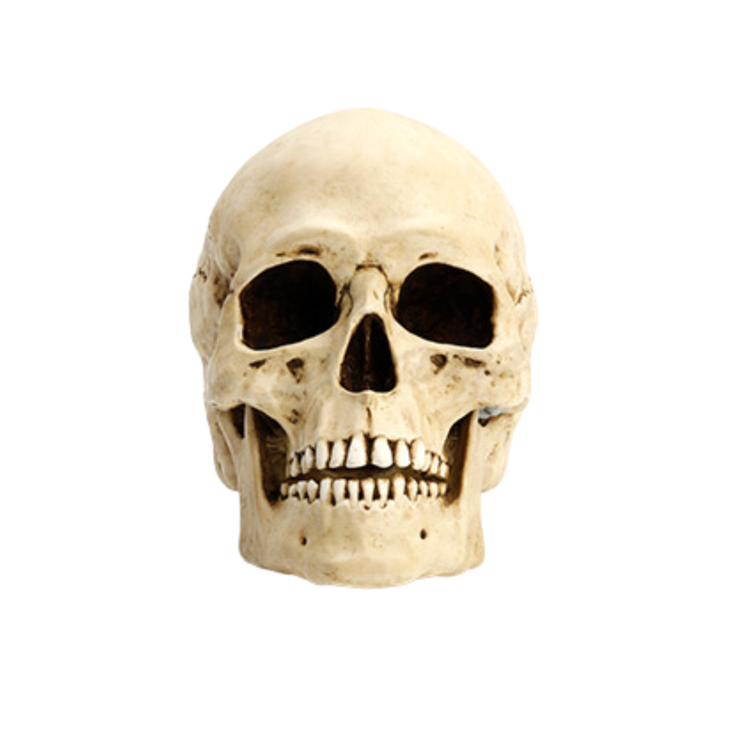 Replica Human Skull with Jaw Motion