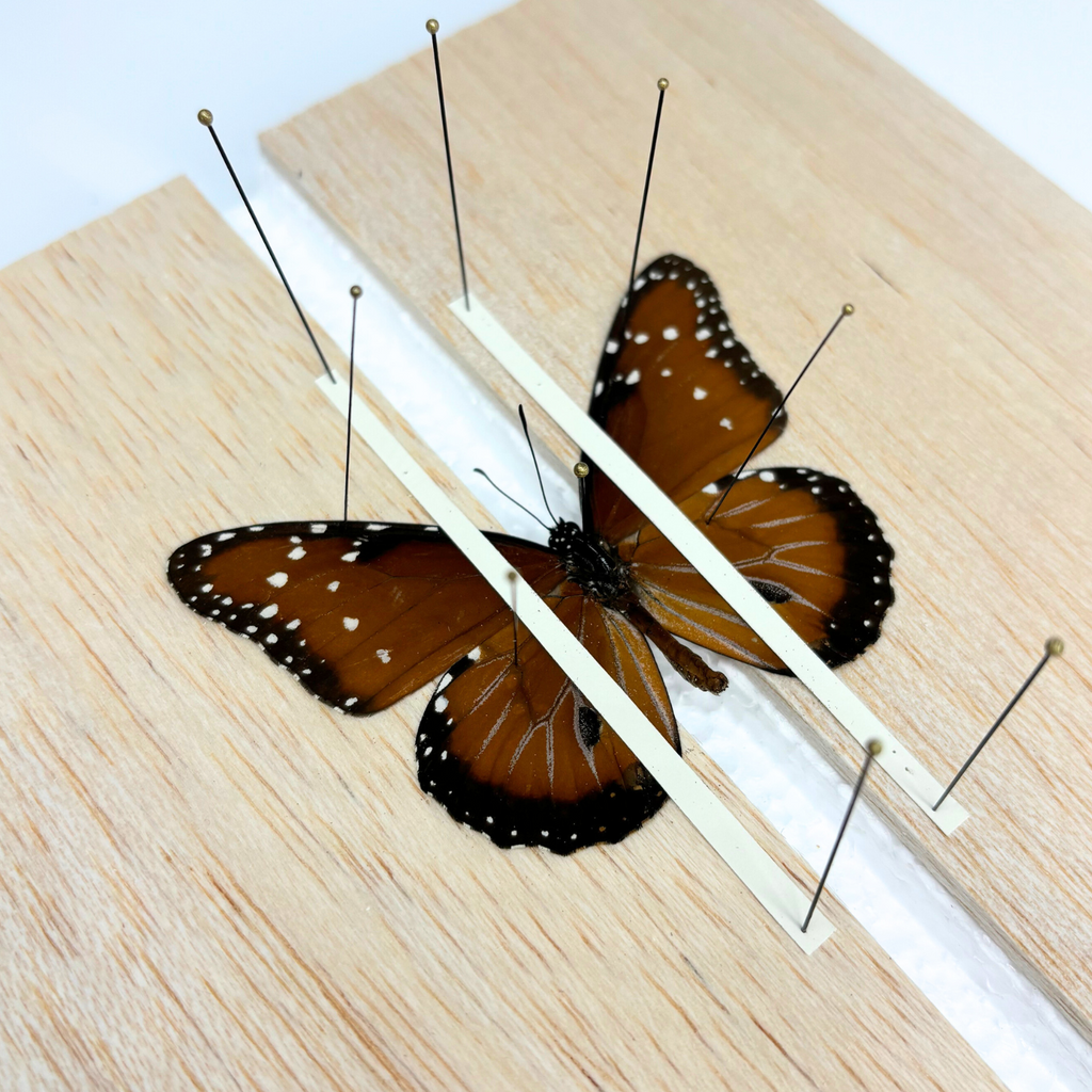 Specialty Entomology Pinning Workshop: Queen Butterfly
