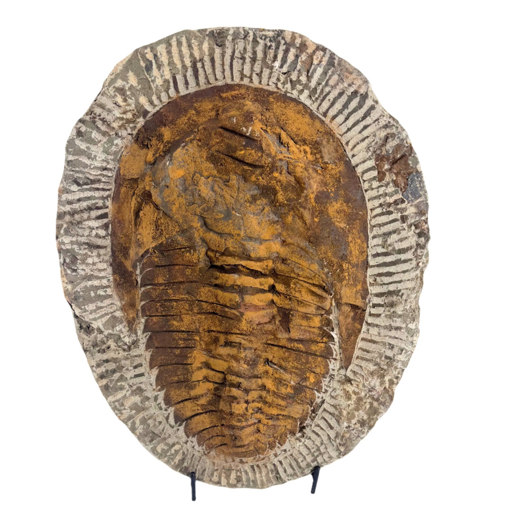 Trilobite Sun $250