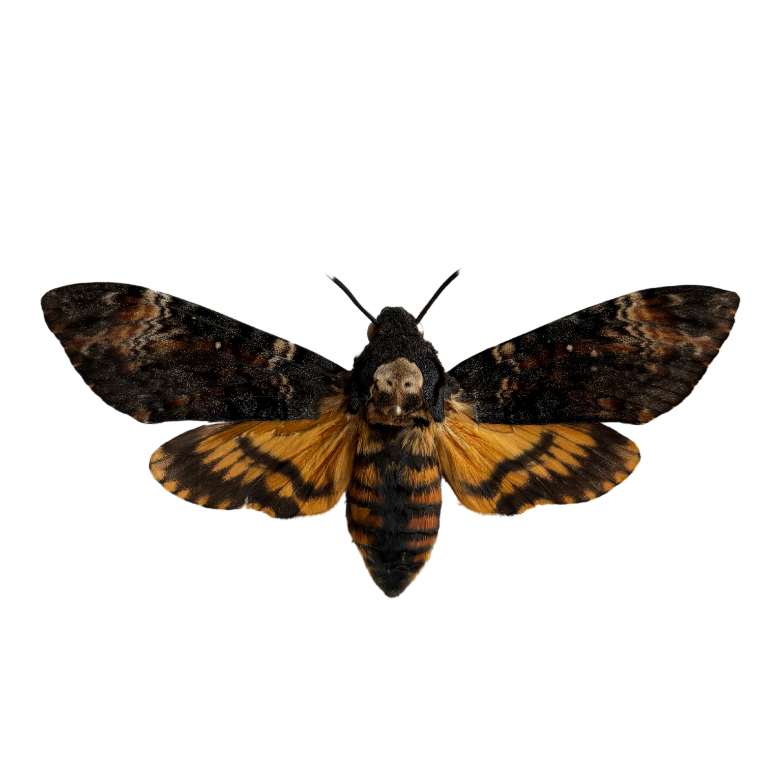 Death's-head Hawkmoth Entomology Kit Expansion Pack