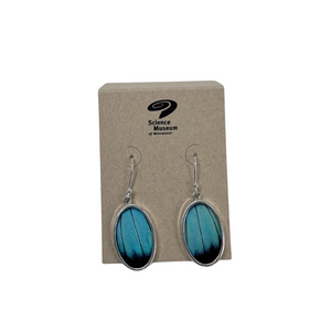 Morpho Achilles Butterfly Earrings $80.00